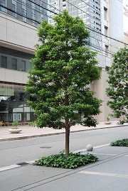 midosuji-20101121-096.jpg