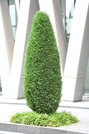 conifer-1.jpg