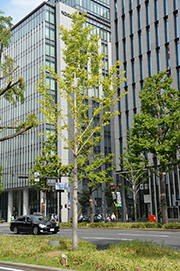 icho-1.jpg