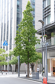 metasequoia-1.jpg