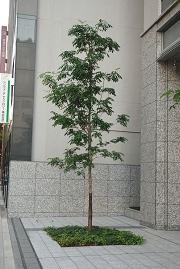 midosuji-20101121-014.jpg