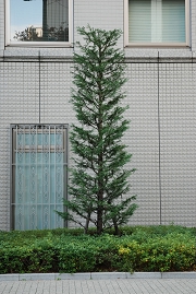 midosuji-20101121-030.jpg