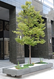 midosuji-20101121-058.jpg