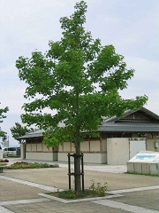 misaki0407-05.jpg