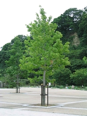 misaki0407-06.jpg