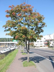 nanakamado.jpg