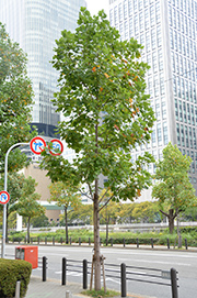 platanus-2.jpg