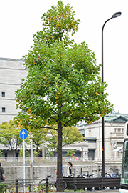 platanus-3.jpg
