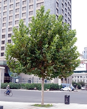 platanus.jpg