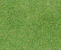 grass.jpg