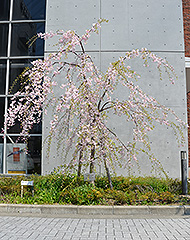 sakura.jpg