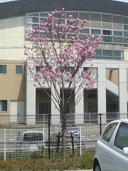 sakura080405-06.jpg