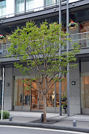 sarusuberi-1.jpg