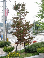 treelib0110-05.jpg