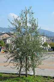 olive-1.jpg